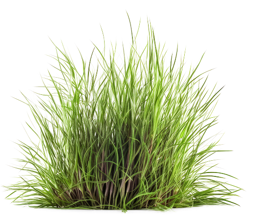 Grass background